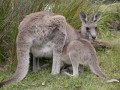 1117-1704 Kangaroo (1060080)